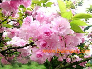 濰坊國慶菊優質貨源尋蹤 批發生產廠家、價格及禮品花卉銷售指南